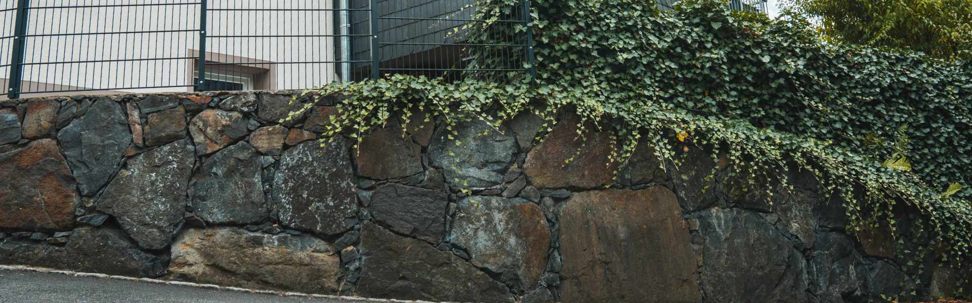 Natursteinmauer aus dunklen Basaltsteinen mit dichter Efeubepflanzung vor einem Wohnhaus.