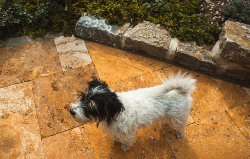 Kleiner Hund steht auf der gepflasterten Hofeinfahrt neben einer Naturstein-Einfassung.